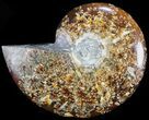 Polished, Agatized Ammonite (Cleoniceras) - Madagascar #60741-1